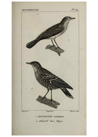 Reproducción/Reproduction 49826699302: Traité d'ornithologie, ou, Tableau méthodique des ordres, sous-ordres, familles, tribus, genres, sous-genres et races d'oiseaux :. Bruxelles :Chez F.G. Levrault ;1831.. 