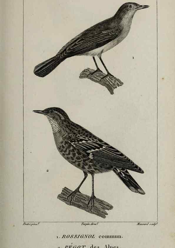 Reproducción/Reproduction 49826699302: Traité d'ornithologie, ou, Tableau méthodique des ordres, sous-ordres, familles, tribus, genres, sous-genres et races d'oiseaux :. Bruxelles :Chez F.G. Levrault ;1831.. 