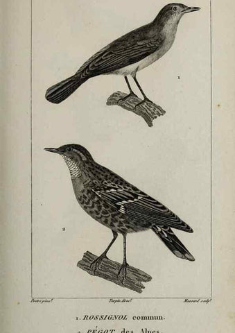 Reproducción/Reproduction 49826699302: Traité d'ornithologie, ou, Tableau méthodique des ordres, sous-ordres, familles, tribus, genres, sous-genres et races d'oiseaux :. Bruxelles :Chez F.G. Levrault ;1831.. 