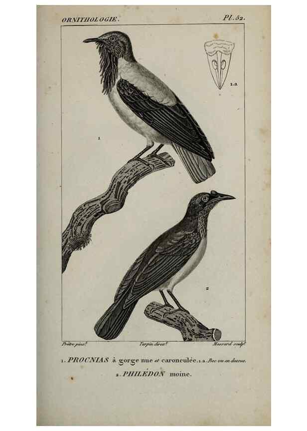 Reproducción/Reproduction 49826375261: Traité d'ornithologie, ou, Tableau méthodique des ordres, sous-ordres, familles, tribus, genres, sous-genres et races d'oiseaux :. Bruxelles :Chez F.G. Levrault ;1831.. 
