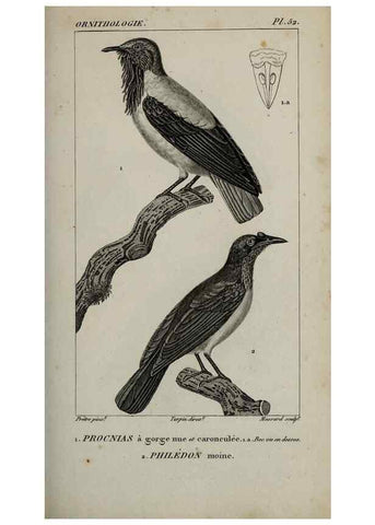 Reproducción/Reproduction 49826375261: Traité d'ornithologie, ou, Tableau méthodique des ordres, sous-ordres, familles, tribus, genres, sous-genres et races d'oiseaux :. Bruxelles :Chez F.G. Levrault ;1831.. 