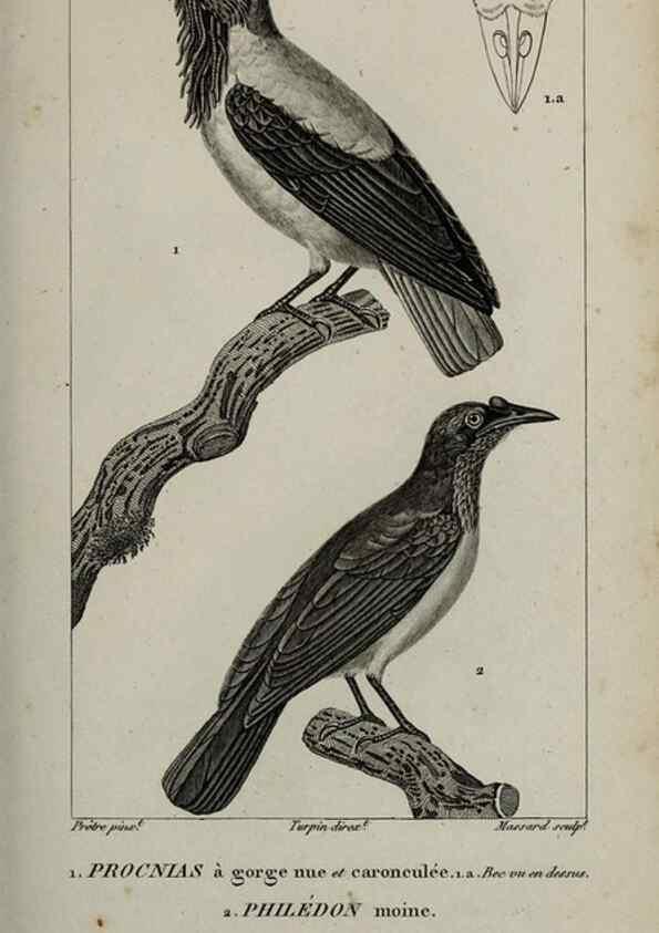 Reproducción/Reproduction 49826375261: Traité d'ornithologie, ou, Tableau méthodique des ordres, sous-ordres, familles, tribus, genres, sous-genres et races d'oiseaux :. Bruxelles :Chez F.G. Levrault ;1831.. 