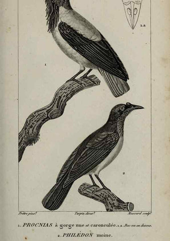 Reproducción/Reproduction 49826375261: Traité d'ornithologie, ou, Tableau méthodique des ordres, sous-ordres, familles, tribus, genres, sous-genres et races d'oiseaux :. Bruxelles :Chez F.G. Levrault ;1831.. 