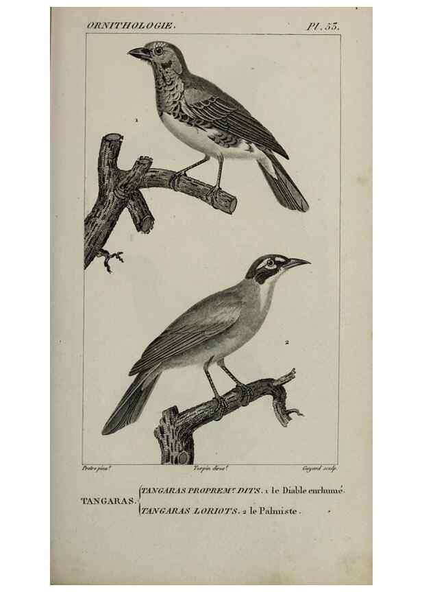 Reproducción/Reproduction 49825843143: Traité d'ornithologie, ou, Tableau méthodique des ordres, sous-ordres, familles, tribus, genres, sous-genres et races d'oiseaux :. Bruxelles :Chez F.G. Levrault ;1831.. 