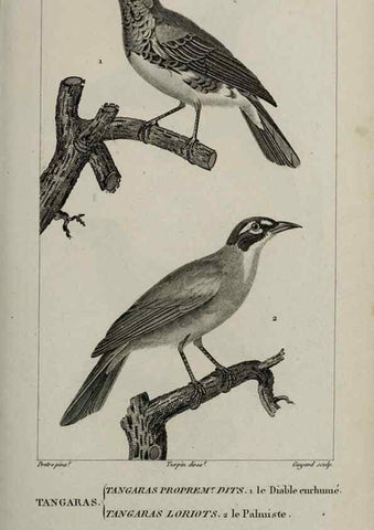 Reproducción/Reproduction 49825843143: Traité d'ornithologie, ou, Tableau méthodique des ordres, sous-ordres, familles, tribus, genres, sous-genres et races d'oiseaux :. Bruxelles :Chez F.G. Levrault ;1831.. 