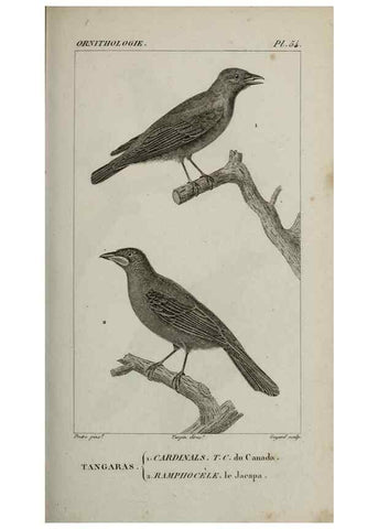 Reproducción/Reproduction 49826693377: Traité d'ornithologie, ou, Tableau méthodique des ordres, sous-ordres, familles, tribus, genres, sous-genres et races d'oiseaux :. Bruxelles :Chez F.G. Levrault ;1831.. 