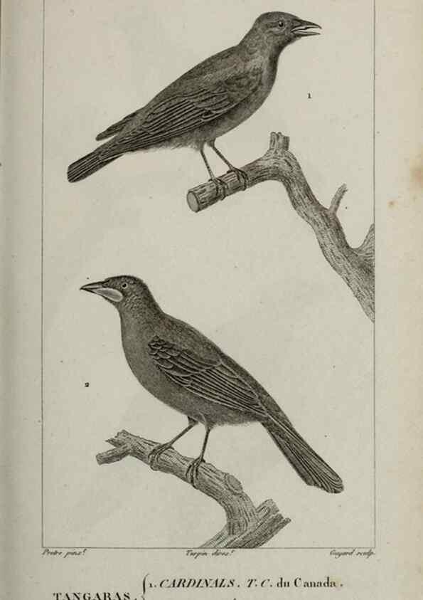 Reproducción/Reproduction 49826693377: Traité d'ornithologie, ou, Tableau méthodique des ordres, sous-ordres, familles, tribus, genres, sous-genres et races d'oiseaux :. Bruxelles :Chez F.G. Levrault ;1831.. 