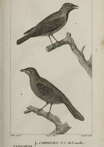 Reproducción/Reproduction 49826693377: Traité d'ornithologie, ou, Tableau méthodique des ordres, sous-ordres, familles, tribus, genres, sous-genres et races d'oiseaux :. Bruxelles :Chez F.G. Levrault ;1831.. 