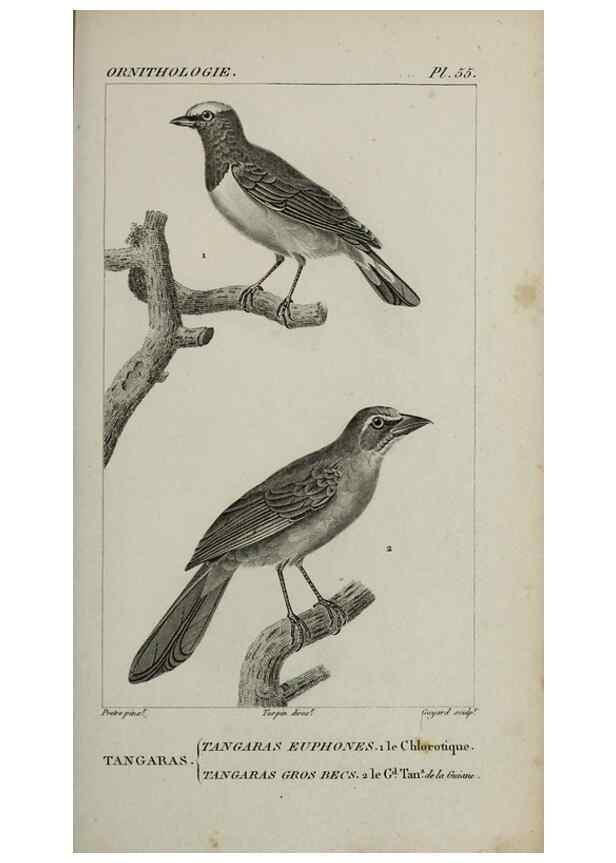 Reproducción/Reproduction 49825843968: Traité d'ornithologie, ou, Tableau méthodique des ordres, sous-ordres, familles, tribus, genres, sous-genres et races d'oiseaux :. Bruxelles :Chez F.G. Levrault ;1831.. 
