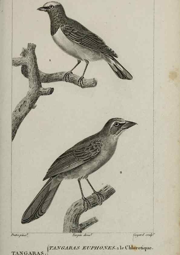 Reproducción/Reproduction 49825843968: Traité d'ornithologie, ou, Tableau méthodique des ordres, sous-ordres, familles, tribus, genres, sous-genres et races d'oiseaux :. Bruxelles :Chez F.G. Levrault ;1831.. 