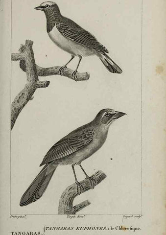 Reproducción/Reproduction 49825843968: Traité d'ornithologie, ou, Tableau méthodique des ordres, sous-ordres, familles, tribus, genres, sous-genres et races d'oiseaux :. Bruxelles :Chez F.G. Levrault ;1831.. 