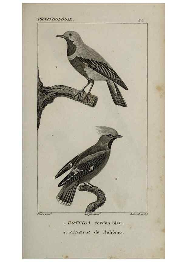 Reproducción/Reproduction 49825844358: Traité d'ornithologie, ou, Tableau méthodique des ordres, sous-ordres, familles, tribus, genres, sous-genres et races d'oiseaux :. Bruxelles :Chez F.G. Levrault ;1831.. 