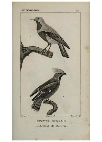 Reproducción/Reproduction 49825844358: Traité d'ornithologie, ou, Tableau méthodique des ordres, sous-ordres, familles, tribus, genres, sous-genres et races d'oiseaux :. Bruxelles :Chez F.G. Levrault ;1831.. 