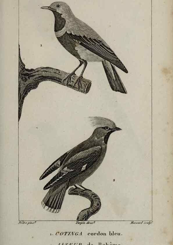 Reproducción/Reproduction 49825844358: Traité d'ornithologie, ou, Tableau méthodique des ordres, sous-ordres, familles, tribus, genres, sous-genres et races d'oiseaux :. Bruxelles :Chez F.G. Levrault ;1831.. 