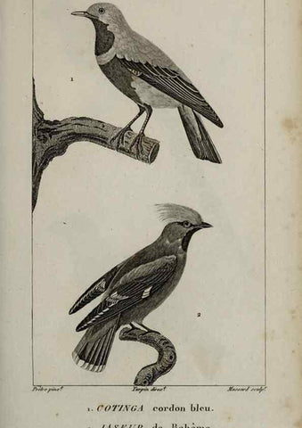 Reproducción/Reproduction 49825844358: Traité d'ornithologie, ou, Tableau méthodique des ordres, sous-ordres, familles, tribus, genres, sous-genres et races d'oiseaux :. Bruxelles :Chez F.G. Levrault ;1831.. 