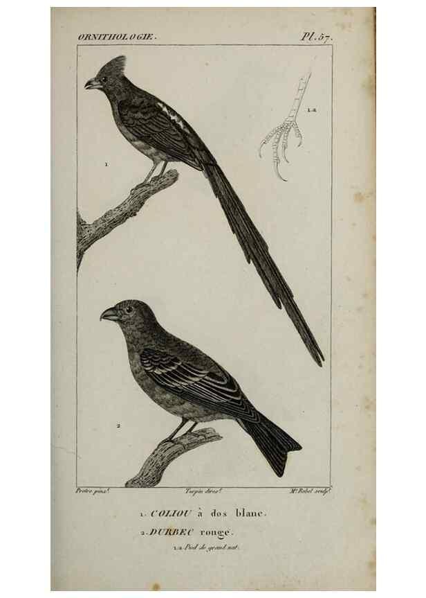 Reproducción/Reproduction 49826377586: Traité d'ornithologie, ou, Tableau méthodique des ordres, sous-ordres, familles, tribus, genres, sous-genres et races d'oiseaux :. Bruxelles :Chez F.G. Levrault ;1831.. 