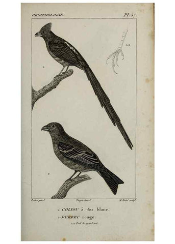 Reproducción/Reproduction 49826377586: Traité d'ornithologie, ou, Tableau méthodique des ordres, sous-ordres, familles, tribus, genres, sous-genres et races d'oiseaux :. Bruxelles :Chez F.G. Levrault ;1831.. 