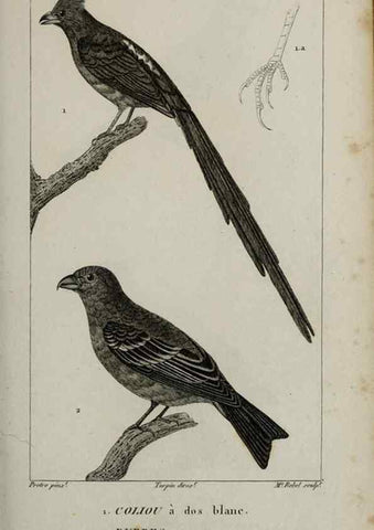 Reproducción/Reproduction 49826377586: Traité d'ornithologie, ou, Tableau méthodique des ordres, sous-ordres, familles, tribus, genres, sous-genres et races d'oiseaux :. Bruxelles :Chez F.G. Levrault ;1831.. 