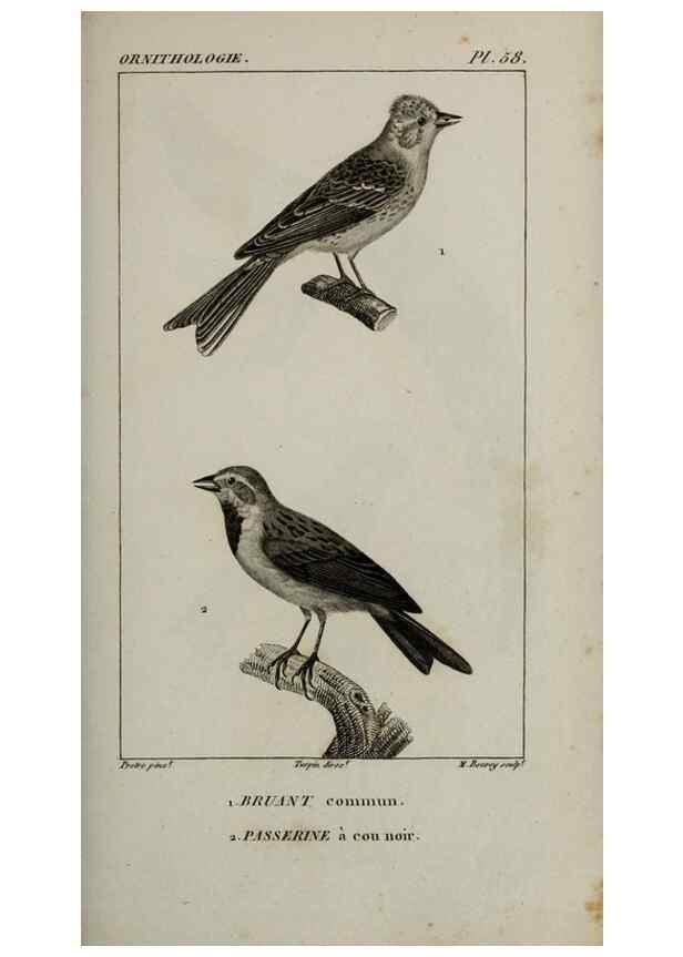 Reproducción/Reproduction 49825845193: Traité d'ornithologie, ou, Tableau méthodique des ordres, sous-ordres, familles, tribus, genres, sous-genres et races d'oiseaux :. Bruxelles :Chez F.G. Levrault ;1831.. 
