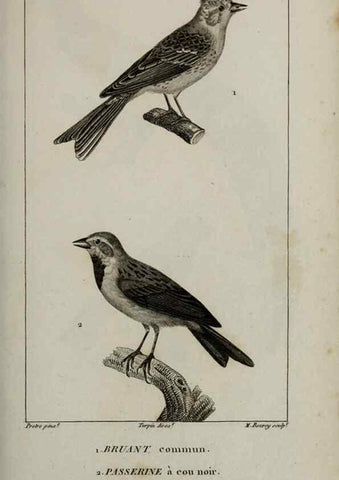 Reproducción/Reproduction 49825845193: Traité d'ornithologie, ou, Tableau méthodique des ordres, sous-ordres, familles, tribus, genres, sous-genres et races d'oiseaux :. Bruxelles :Chez F.G. Levrault ;1831.. 