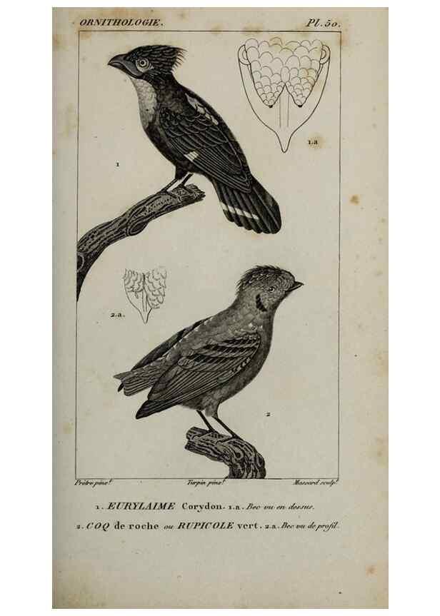 Reproducción/Reproduction 49826374376: Traité d'ornithologie, ou, Tableau méthodique des ordres, sous-ordres, familles, tribus, genres, sous-genres et races d'oiseaux :. Bruxelles :Chez F.G. Levrault ;1831.. 