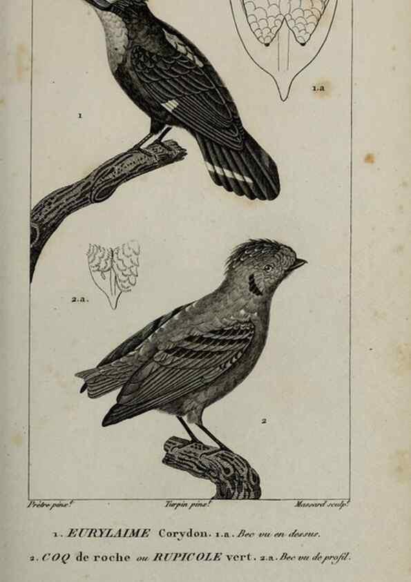 Reproducción/Reproduction 49826374376: Traité d'ornithologie, ou, Tableau méthodique des ordres, sous-ordres, familles, tribus, genres, sous-genres et races d'oiseaux :. Bruxelles :Chez F.G. Levrault ;1831.. 