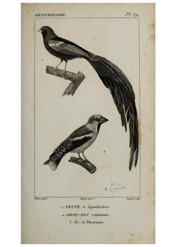 Reproducción/Reproduction 49825845588: Traité d'ornithologie, ou, Tableau méthodique des ordres, sous-ordres, familles, tribus, genres, sous-genres et races d'oiseaux :. Bruxelles :Chez F.G. Levrault ;1831.. 