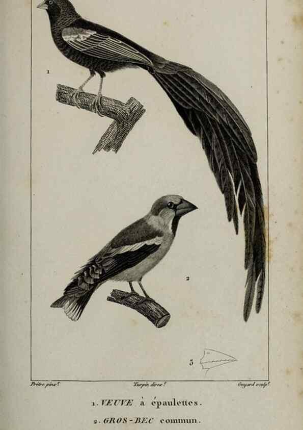 Reproducción/Reproduction 49825845588: Traité d'ornithologie, ou, Tableau méthodique des ordres, sous-ordres, familles, tribus, genres, sous-genres et races d'oiseaux :. Bruxelles :Chez F.G. Levrault ;1831.. 