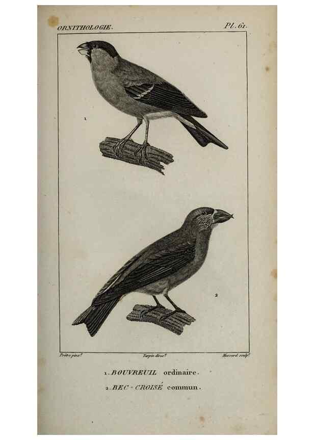 Reproducción/Reproduction 49826379191: Traité d'ornithologie, ou, Tableau méthodique des ordres, sous-ordres, familles, tribus, genres, sous-genres et races d'oiseaux :. Bruxelles :Chez F.G. Levrault ;1831.. 