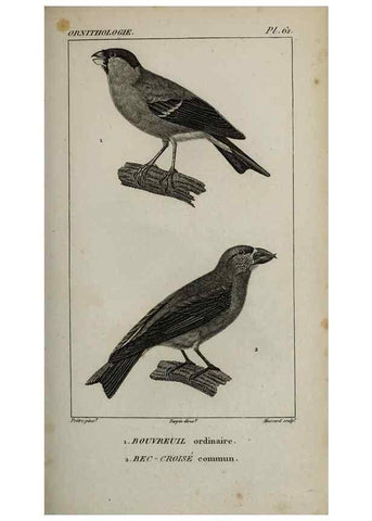Reproducción/Reproduction 49826379191: Traité d'ornithologie, ou, Tableau méthodique des ordres, sous-ordres, familles, tribus, genres, sous-genres et races d'oiseaux :. Bruxelles :Chez F.G. Levrault ;1831.. 