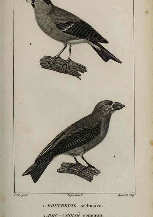 Reproducción/Reproduction 49826379191: Traité d'ornithologie, ou, Tableau méthodique des ordres, sous-ordres, familles, tribus, genres, sous-genres et races d'oiseaux :. Bruxelles :Chez F.G. Levrault ;1831.. 