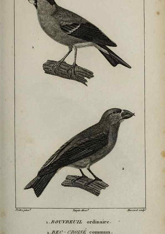 Reproducción/Reproduction 49826379191: Traité d'ornithologie, ou, Tableau méthodique des ordres, sous-ordres, familles, tribus, genres, sous-genres et races d'oiseaux :. Bruxelles :Chez F.G. Levrault ;1831.. 