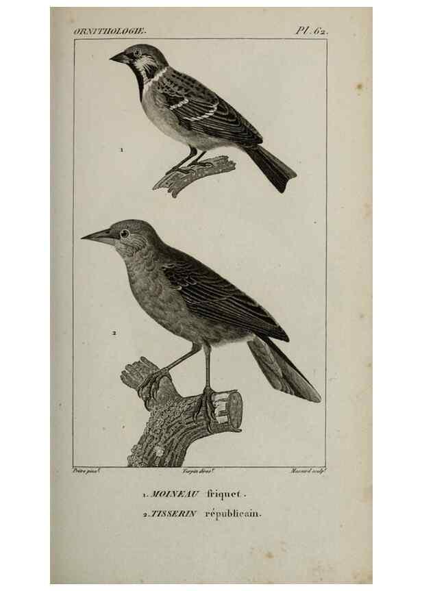 Reproducción/Reproduction 49825846813: Traité d'ornithologie, ou, Tableau méthodique des ordres, sous-ordres, familles, tribus, genres, sous-genres et races d'oiseaux :. Bruxelles :Chez F.G. Levrault ;1831.. 
