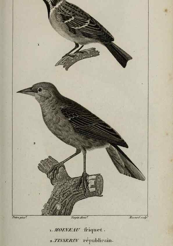 Reproducción/Reproduction 49825846813: Traité d'ornithologie, ou, Tableau méthodique des ordres, sous-ordres, familles, tribus, genres, sous-genres et races d'oiseaux :. Bruxelles :Chez F.G. Levrault ;1831.. 