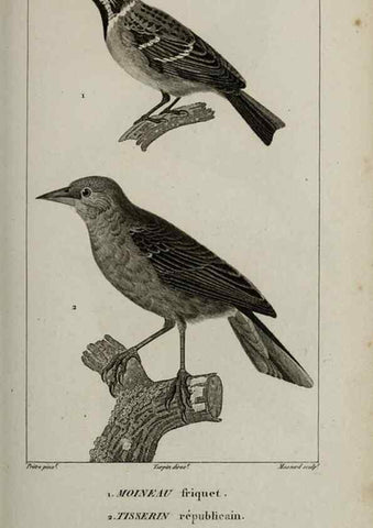 Reproducción/Reproduction 49825846813: Traité d'ornithologie, ou, Tableau méthodique des ordres, sous-ordres, familles, tribus, genres, sous-genres et races d'oiseaux :. Bruxelles :Chez F.G. Levrault ;1831.. 