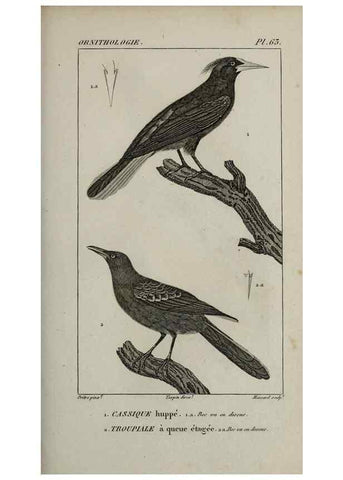 Reproducción/Reproduction 49826379901: Traité d'ornithologie, ou, Tableau méthodique des ordres, sous-ordres, familles, tribus, genres, sous-genres et races d'oiseaux :. Bruxelles :Chez F.G. Levrault ;1831.. 