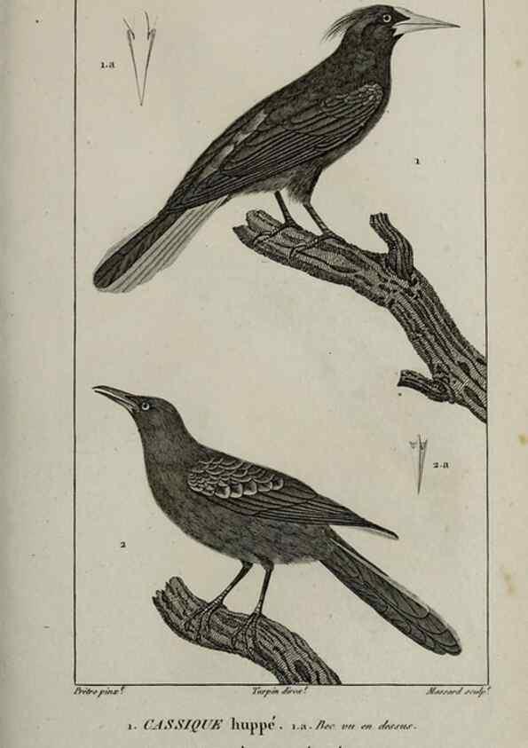 Reproducción/Reproduction 49826379901: Traité d'ornithologie, ou, Tableau méthodique des ordres, sous-ordres, familles, tribus, genres, sous-genres et races d'oiseaux :. Bruxelles :Chez F.G. Levrault ;1831.. 