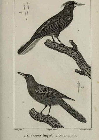 Reproducción/Reproduction 49826379901: Traité d'ornithologie, ou, Tableau méthodique des ordres, sous-ordres, familles, tribus, genres, sous-genres et races d'oiseaux :. Bruxelles :Chez F.G. Levrault ;1831.. 