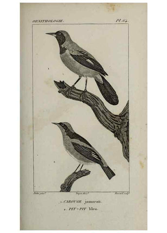 Reproducción/Reproduction 49826380386: Traité d'ornithologie, ou, Tableau méthodique des ordres, sous-ordres, familles, tribus, genres, sous-genres et races d'oiseaux :. Bruxelles :Chez F.G. Levrault ;1831.. 