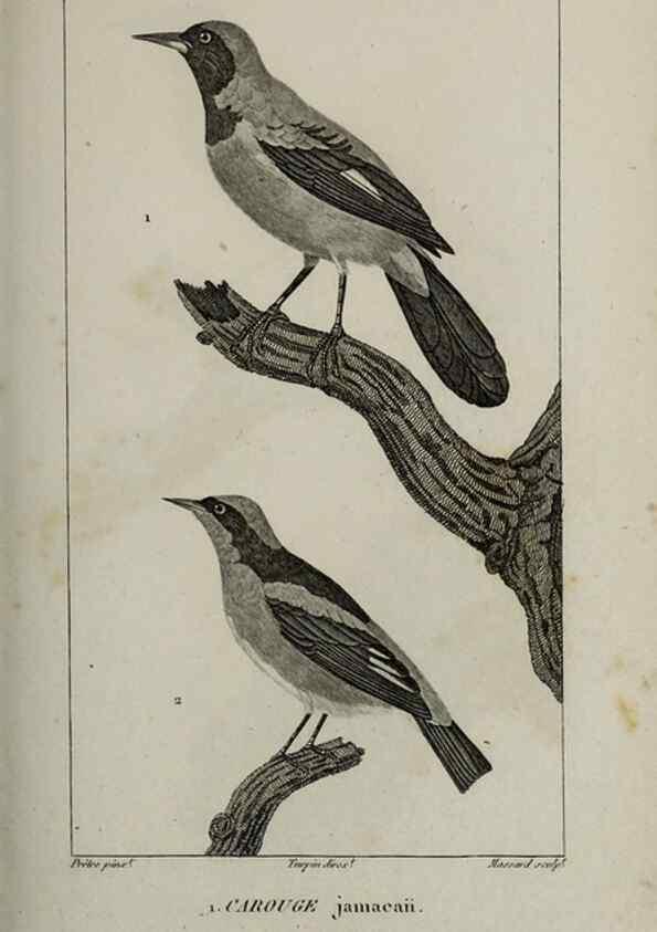 Reproducción/Reproduction 49826380386: Traité d'ornithologie, ou, Tableau méthodique des ordres, sous-ordres, familles, tribus, genres, sous-genres et races d'oiseaux :. Bruxelles :Chez F.G. Levrault ;1831.. 