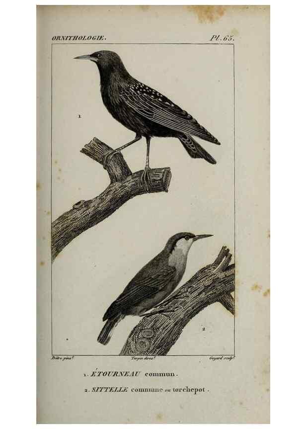 Reproducción/Reproduction 49826697887: Traité d'ornithologie, ou, Tableau méthodique des ordres, sous-ordres, familles, tribus, genres, sous-genres et races d'oiseaux :. Bruxelles :Chez F.G. Levrault ;1831.. 