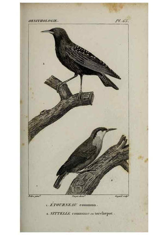 Reproducción/Reproduction 49826697887: Traité d'ornithologie, ou, Tableau méthodique des ordres, sous-ordres, familles, tribus, genres, sous-genres et races d'oiseaux :. Bruxelles :Chez F.G. Levrault ;1831.. 