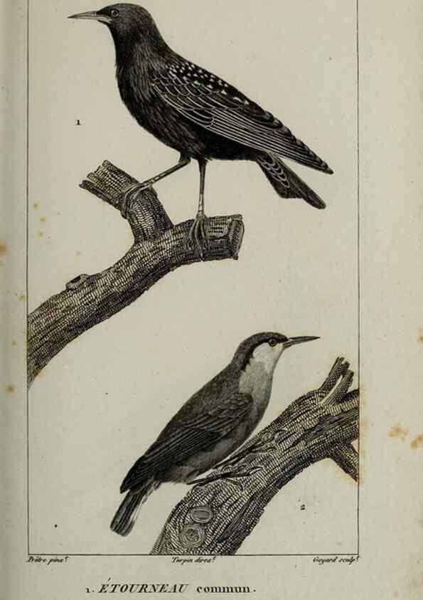 Reproducción/Reproduction 49826697887: Traité d'ornithologie, ou, Tableau méthodique des ordres, sous-ordres, familles, tribus, genres, sous-genres et races d'oiseaux :. Bruxelles :Chez F.G. Levrault ;1831.. 