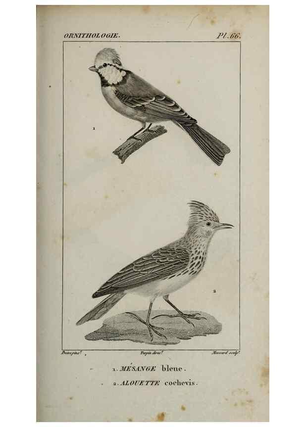 Reproducción/Reproduction 49826698392: Traité d'ornithologie, ou, Tableau méthodique des ordres, sous-ordres, familles, tribus, genres, sous-genres et races d'oiseaux :. Bruxelles :Chez F.G. Levrault ;1831.. 