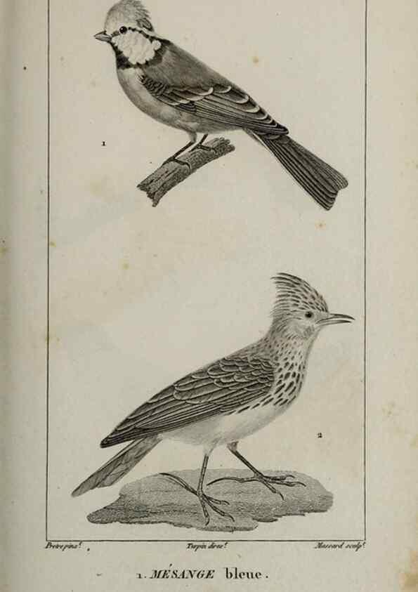 Reproducción/Reproduction 49826698392: Traité d'ornithologie, ou, Tableau méthodique des ordres, sous-ordres, familles, tribus, genres, sous-genres et races d'oiseaux :. Bruxelles :Chez F.G. Levrault ;1831.. 