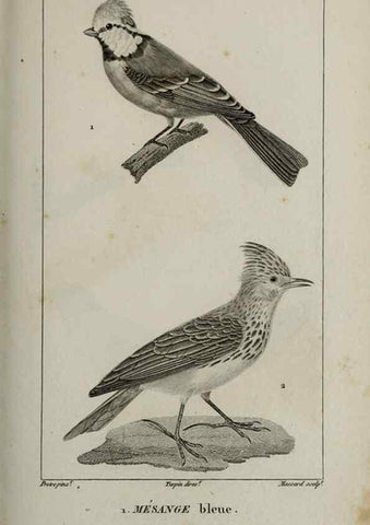 Reproducción/Reproduction 49826698392: Traité d'ornithologie, ou, Tableau méthodique des ordres, sous-ordres, familles, tribus, genres, sous-genres et races d'oiseaux :. Bruxelles :Chez F.G. Levrault ;1831.. 