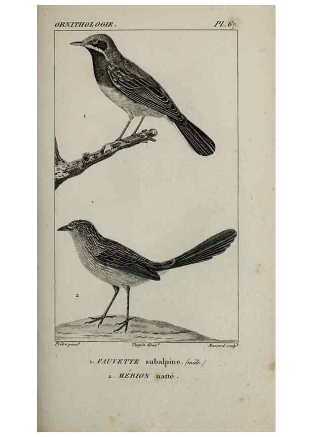 Reproducción/Reproduction 49825849048: Traité d'ornithologie, ou, Tableau méthodique des ordres, sous-ordres, familles, tribus, genres, sous-genres et races d'oiseaux :. Bruxelles :Chez F.G. Levrault ;1831.. 