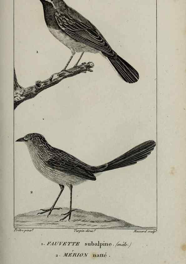 Reproducción/Reproduction 49825849048: Traité d'ornithologie, ou, Tableau méthodique des ordres, sous-ordres, familles, tribus, genres, sous-genres et races d'oiseaux :. Bruxelles :Chez F.G. Levrault ;1831.. 