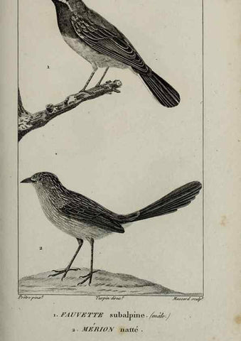 Reproducción/Reproduction 49825849048: Traité d'ornithologie, ou, Tableau méthodique des ordres, sous-ordres, familles, tribus, genres, sous-genres et races d'oiseaux :. Bruxelles :Chez F.G. Levrault ;1831.. 