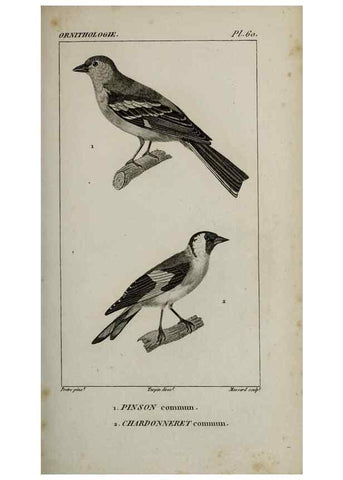 Reproducción/Reproduction 49826378801: Traité d'ornithologie, ou, Tableau méthodique des ordres, sous-ordres, familles, tribus, genres, sous-genres et races d'oiseaux :. Bruxelles :Chez F.G. Levrault ;1831.. 